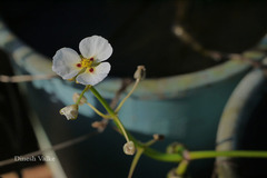 Sagittaria sagittifolia